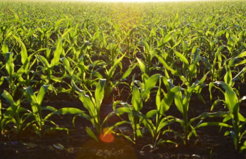 Farm